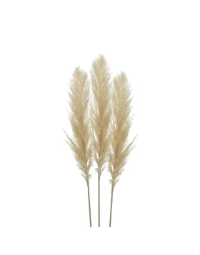 S/3 Κλαδί/Φυτό Εκρού Pampas Grass 3-85-909-0016