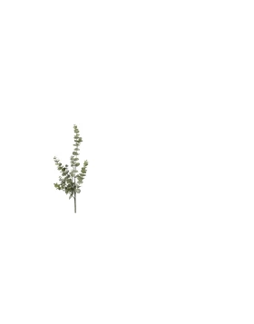 Κλαδί/Ευκάλυπτος με Ύψος 79cm 013.779842